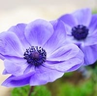 lilla anemone