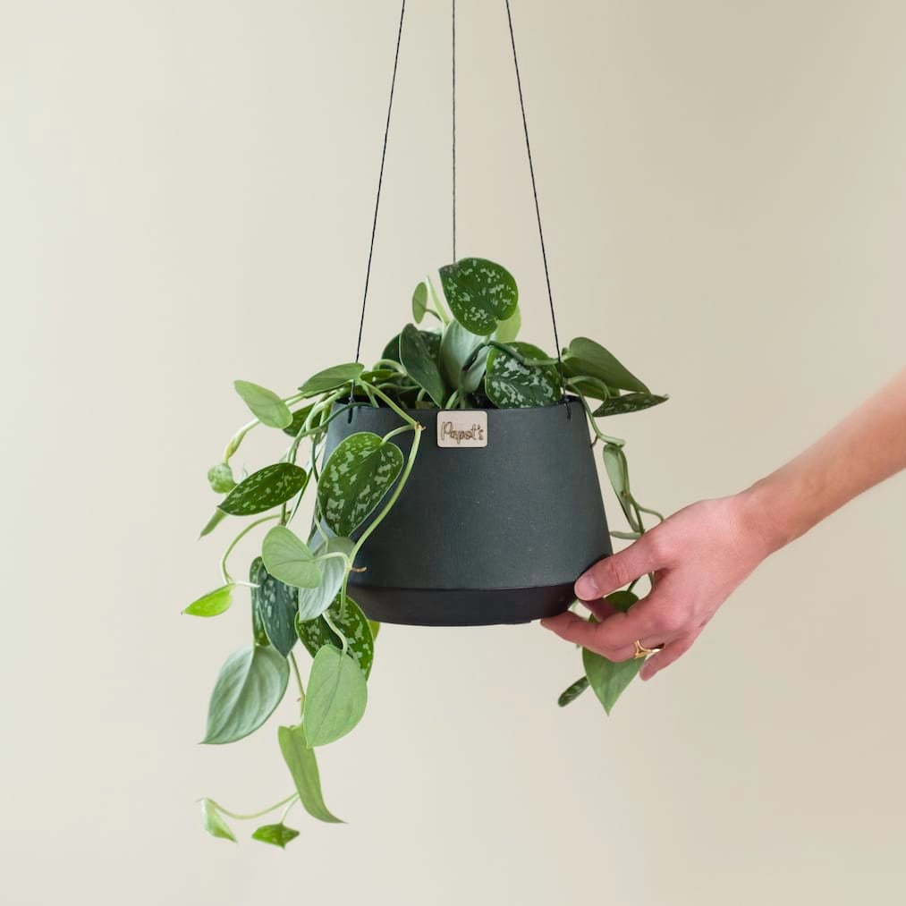 Pothos hængeplante