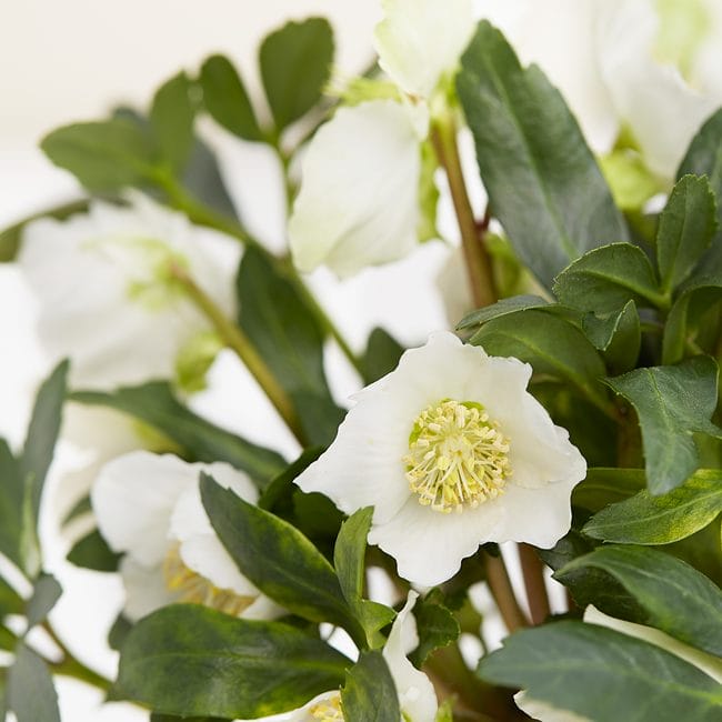 Helleborus julerose closeup