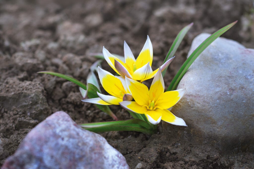 Gule botaniske tulipaner i jord