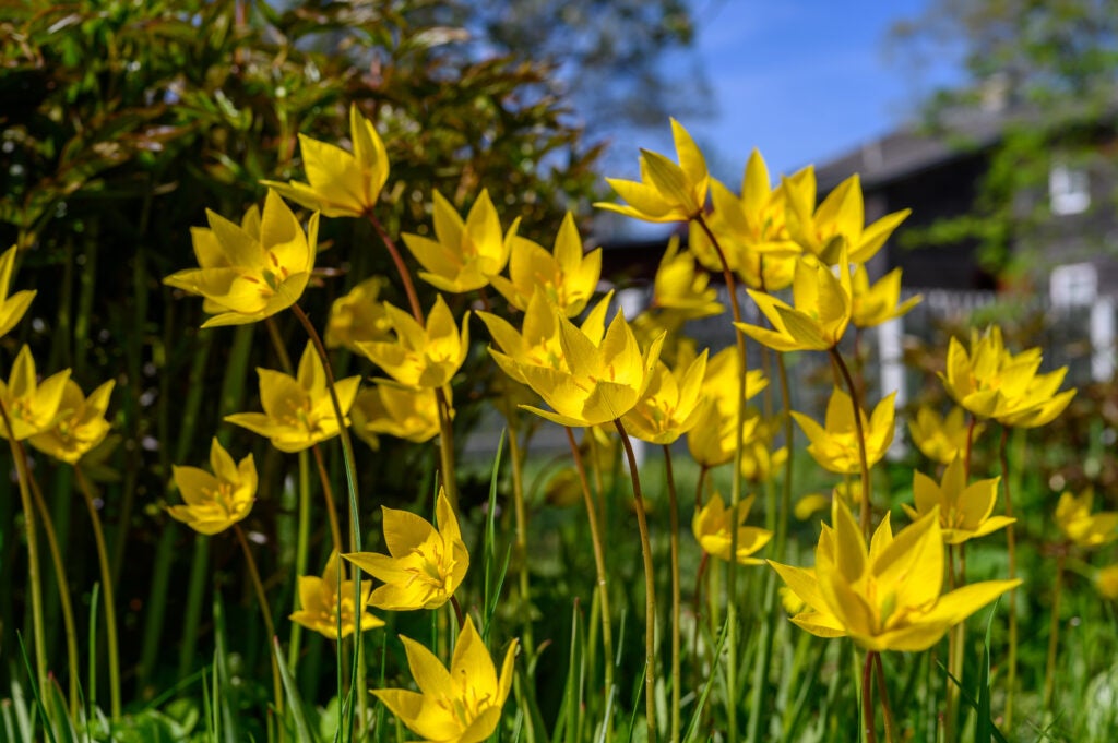 Gule botaniske tulipaner på mark