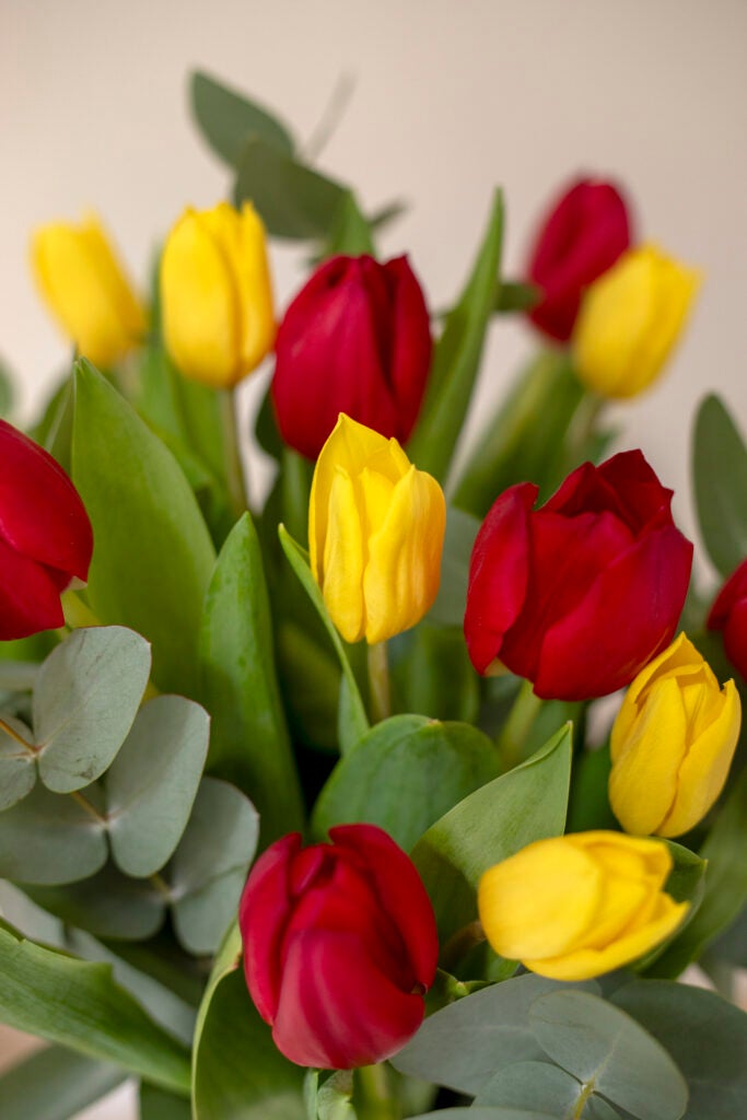 Multifarvet tulipaner close up