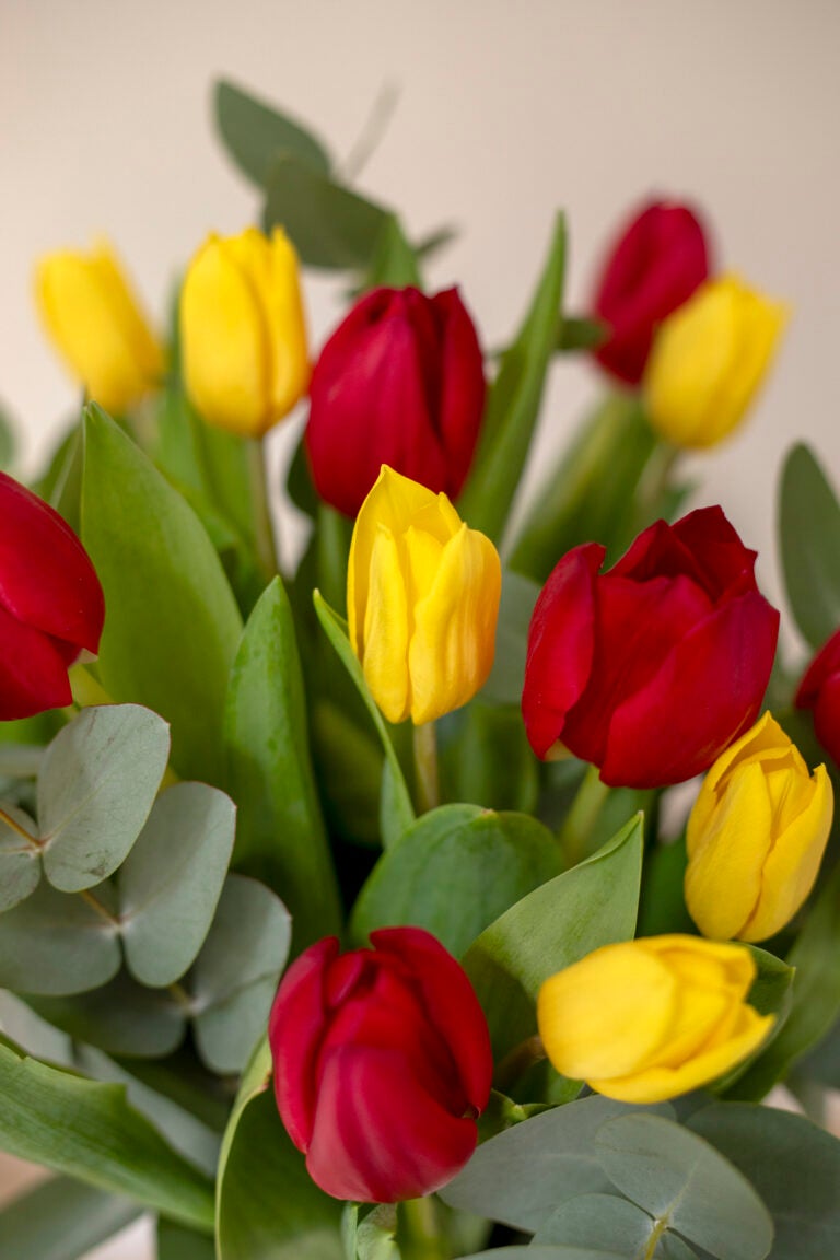 Varianter af tulipaner