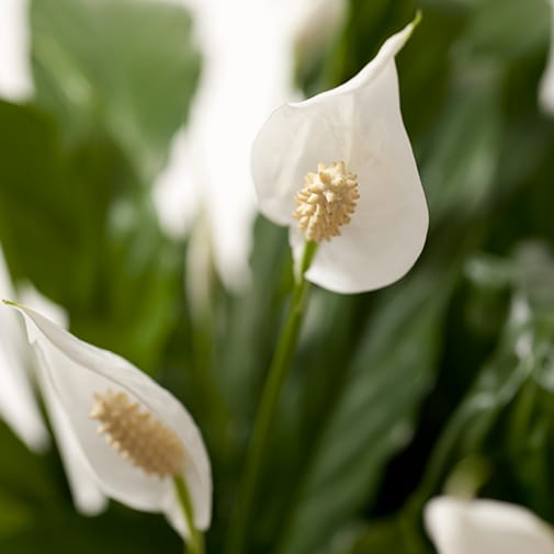 smukke hvide Spathiphyllum