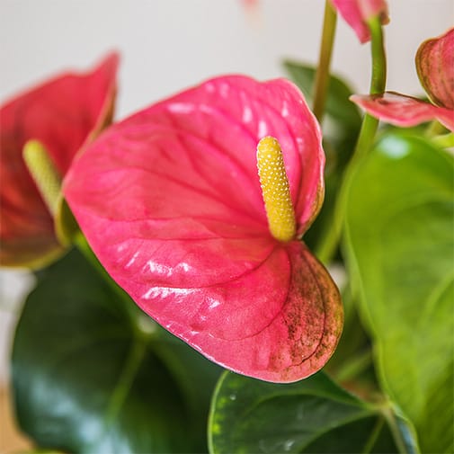 Anthurium pink blad