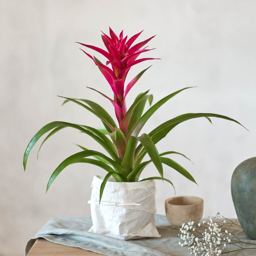 Bromelia på bord
