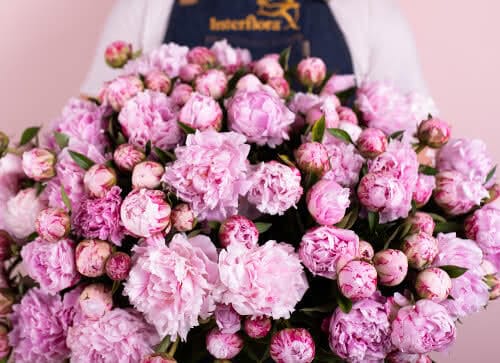 Florist holder prangende lyserød pæonbuket