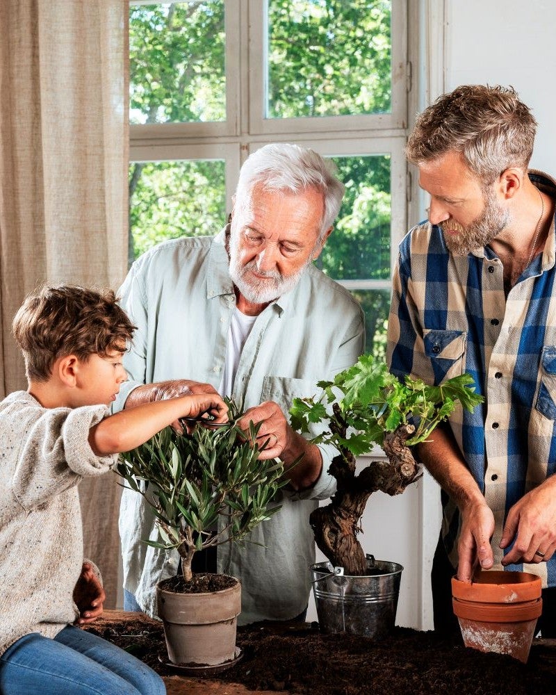 3 generationer af far og søn ordner planter