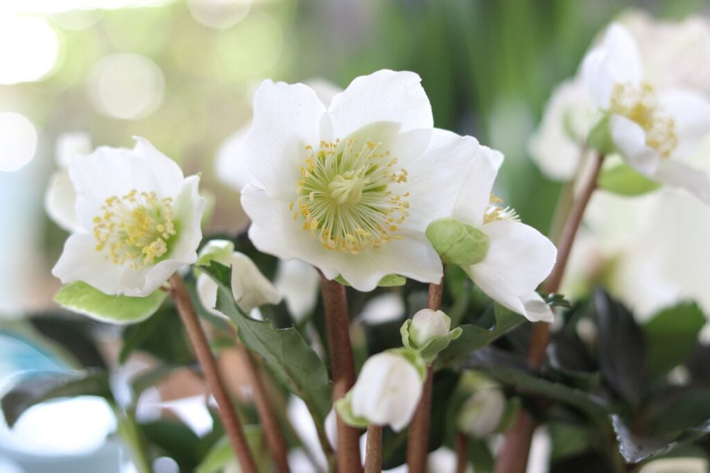 Helleborus closeup