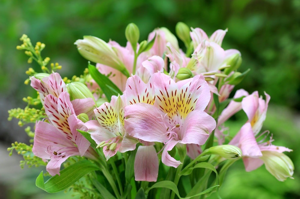 lyserøde inka-liljer i naturen