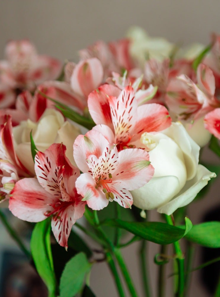 lyserøde inka-liljer i buket