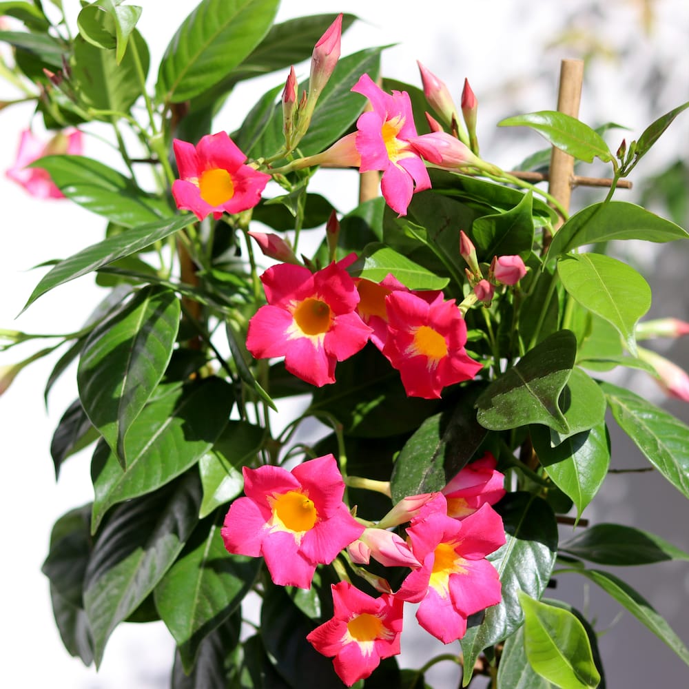 Pink dipladenia