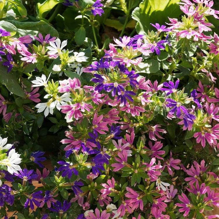 Top 10 blomster, der trives i fuld sol om sommeren