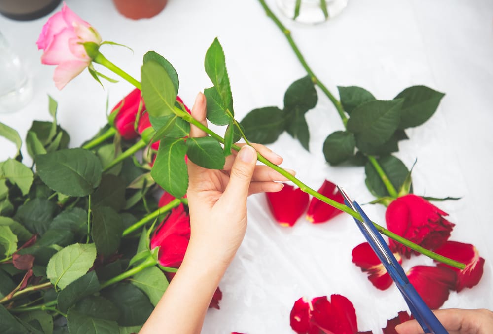stilken på lyserød rose bliver skåret skævt