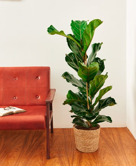 Ficus på kontor