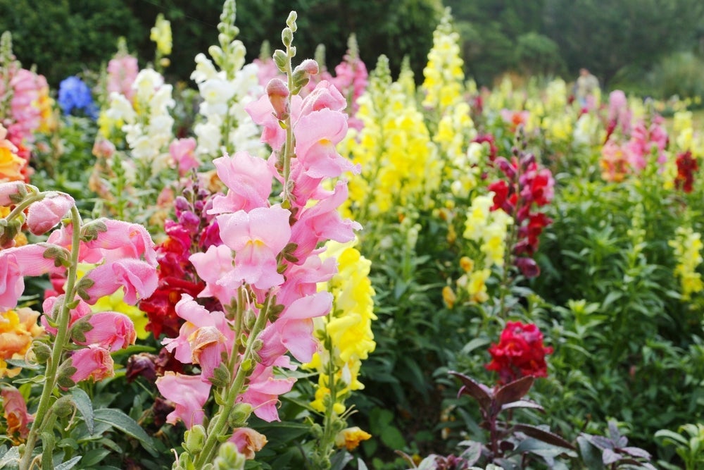 Gladiolus i gule, røde og lyserøde farver