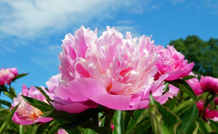 Pæoner i krukker: Hemmeligheden bag at dyrke smukke blomster på ethvert sted!