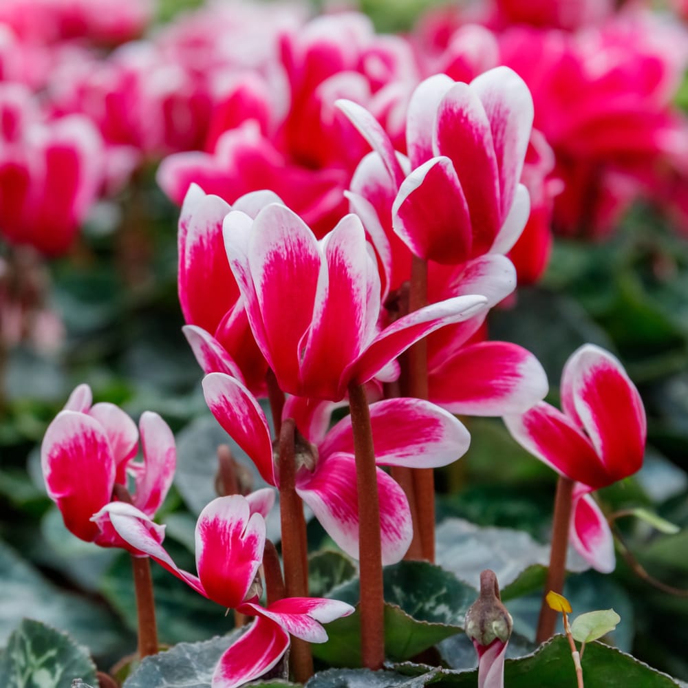pink alpeviol