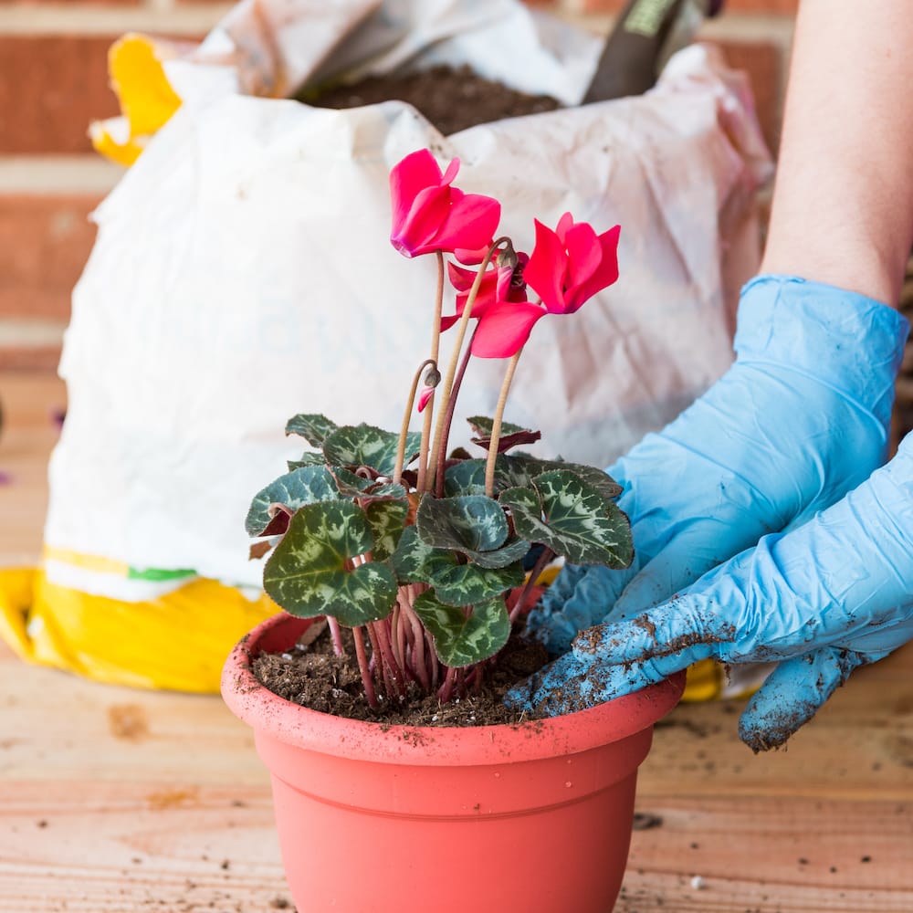 person ompotter pink alpeviol