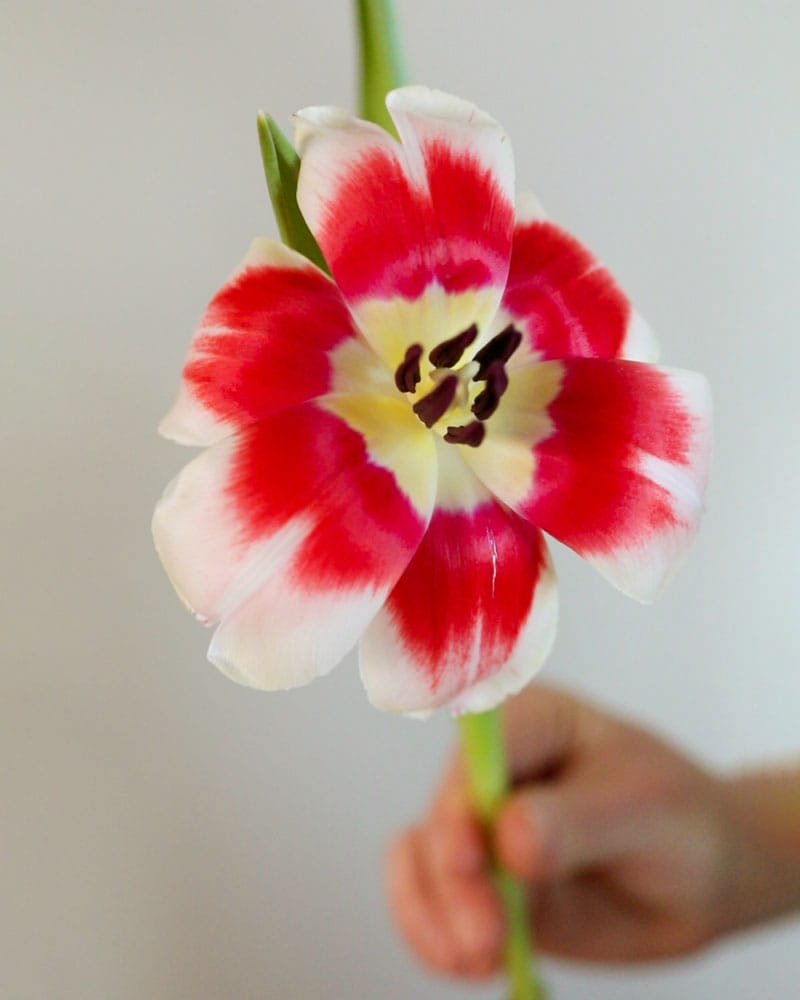 Tulipan med udfoldede blade