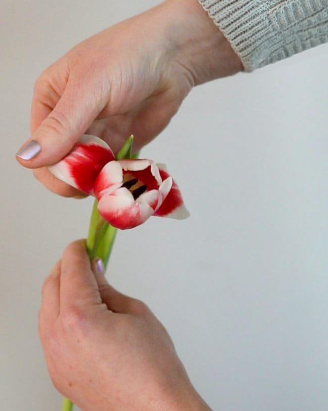 kvinde udfolder tulipanblade