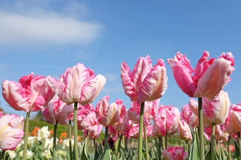 Papegøjetulipaner:  Opdag Tulipa gesnerianas hemmeligheder 