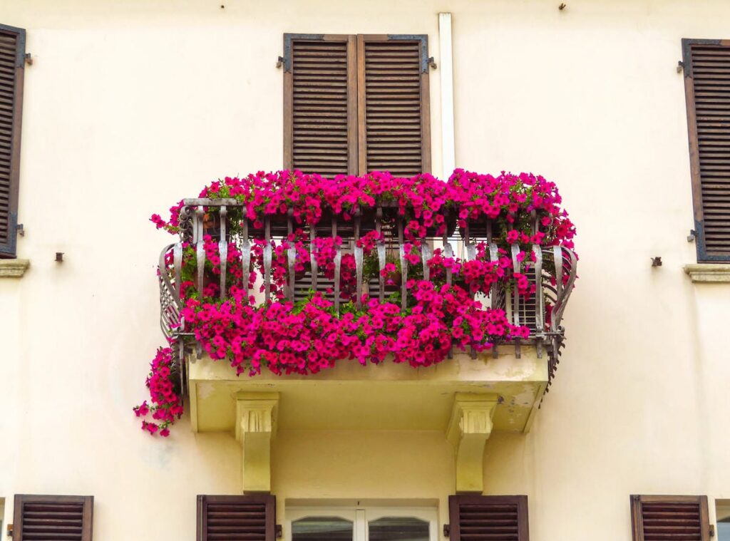 klatreplanten Bougainvillea / Trillingranke på altan