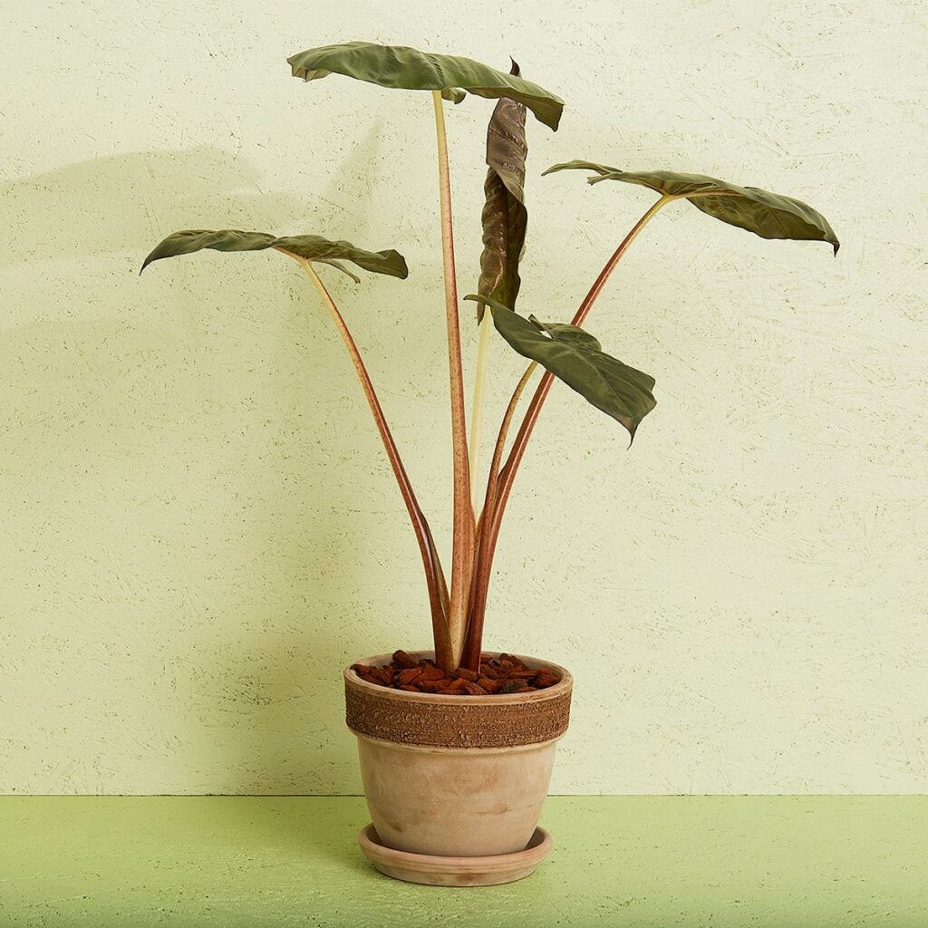 Elefantøre (Alocasia) i potte