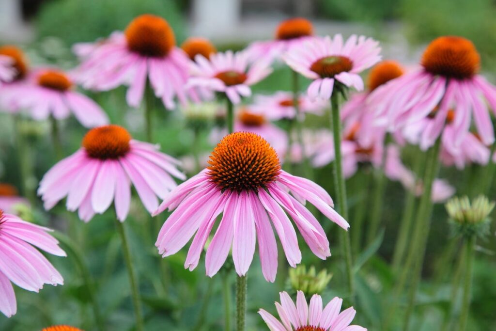 Purpursolhat (Echinacea) i lyserød nuance