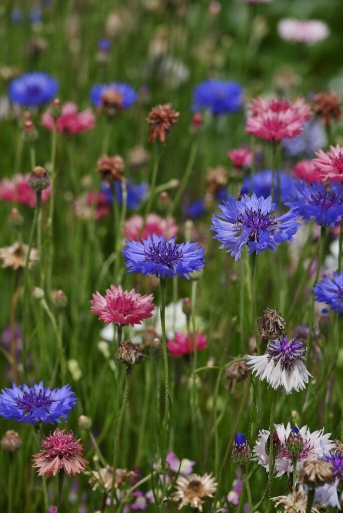 kornblomster på mark
