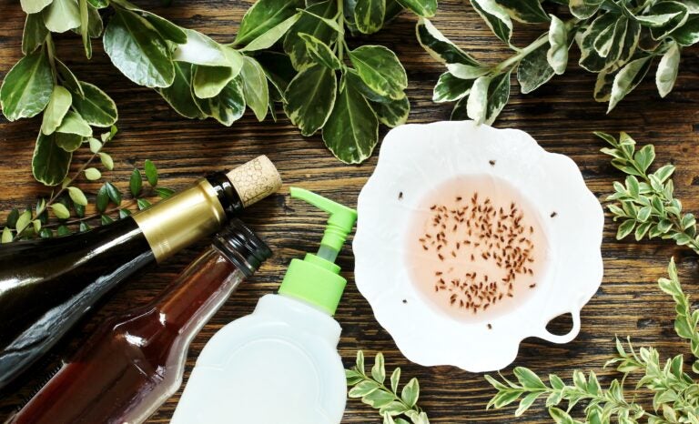 Sådan slipper du af med svampemyg ved dine stueplanter