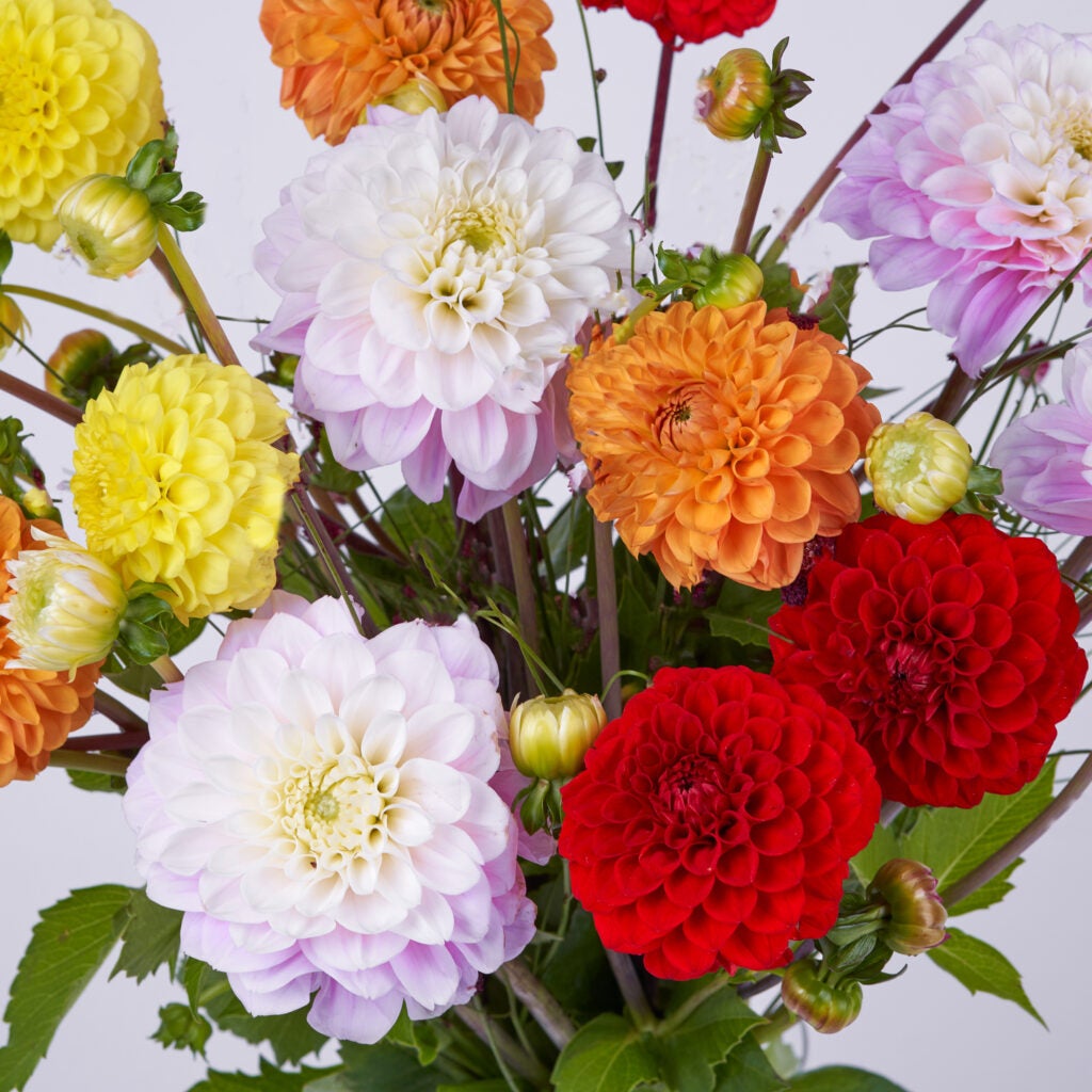 Dahlia farverig buket