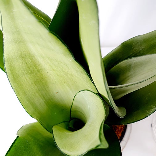 Sanseveria closeup