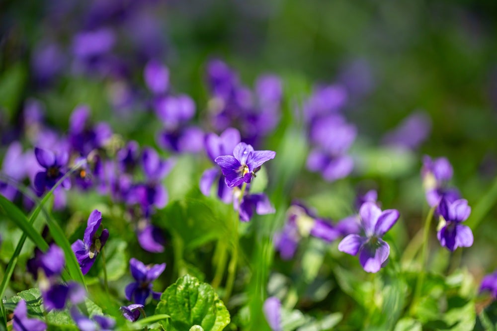 Vilde blomster i Danmark: [Duftviol (Viola odorata)]