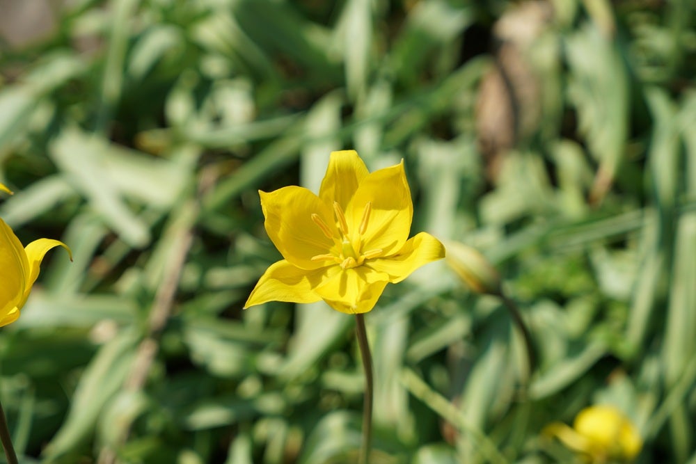 Vilde blomster i Danmark: [Hulkravet kodriver (Primula veris)]