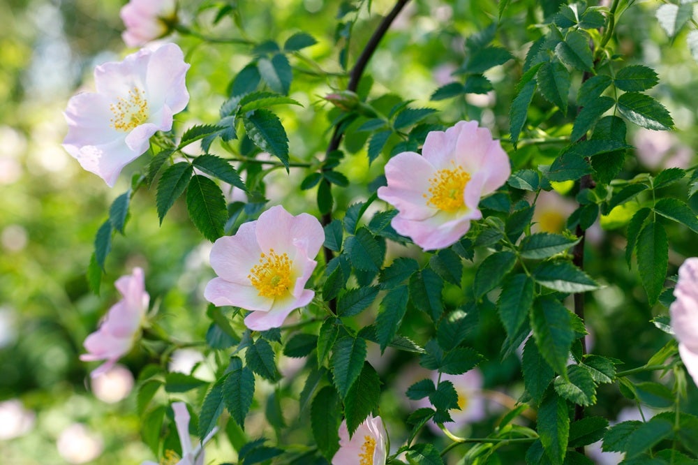 Vilde blomster i Danmark: [Hunderose (Rosa canina)]