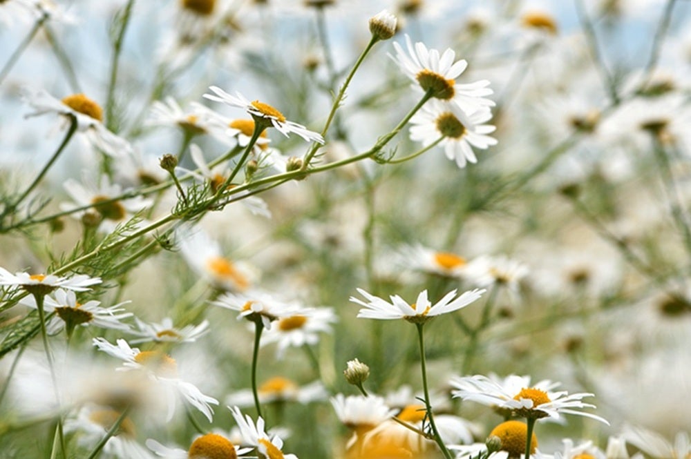Vilde blomster i Danmark: [Kamille (Matricaria chamomilla)]