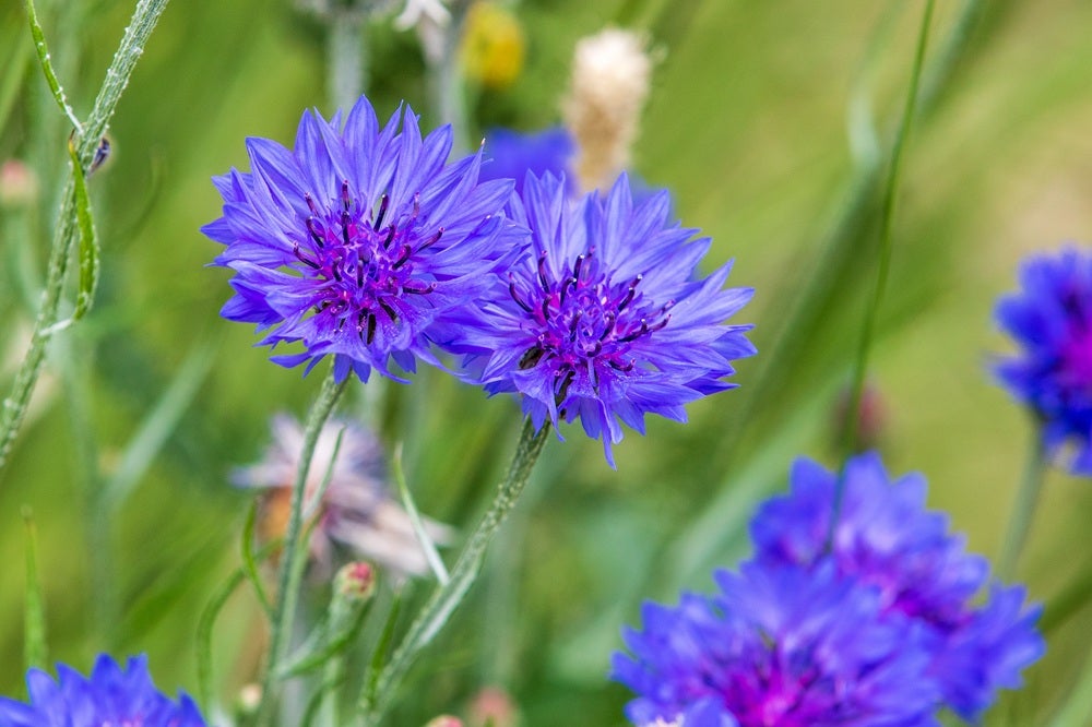 Vilde blomster i Danmark: [Kornblomst (Centaurea cyanus)]