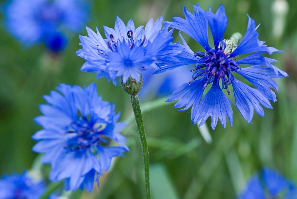 Vilde blomster i Danmark: [Kornblomster (Centaurea cyanus)]