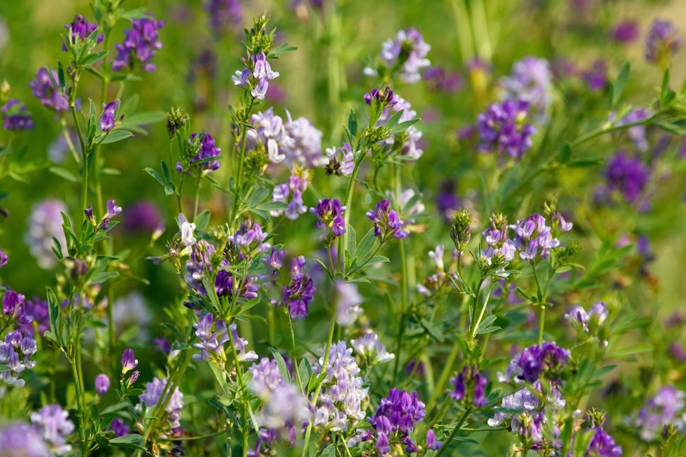Vilde blomster i Danmark: [Lucerne (Medicago sativa)]
