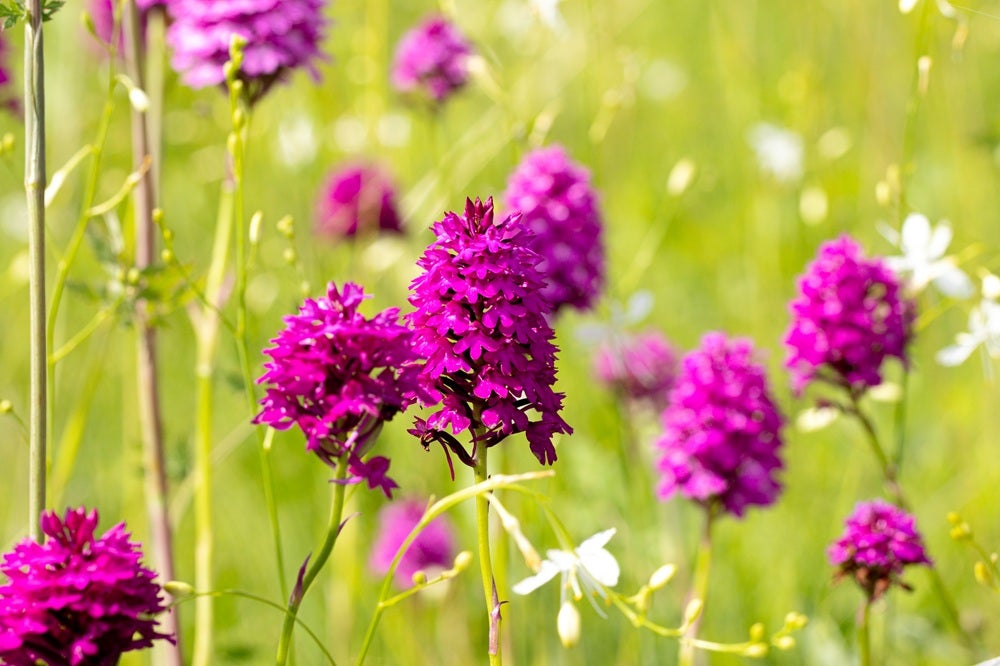 Vilde blomster i Danmark: [Pyramide-gøgeurt (Anacamptis pyramidalis)]