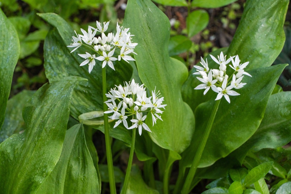 Vilde blomster i Danmark: [Ramsløg (Allium ursinum)]