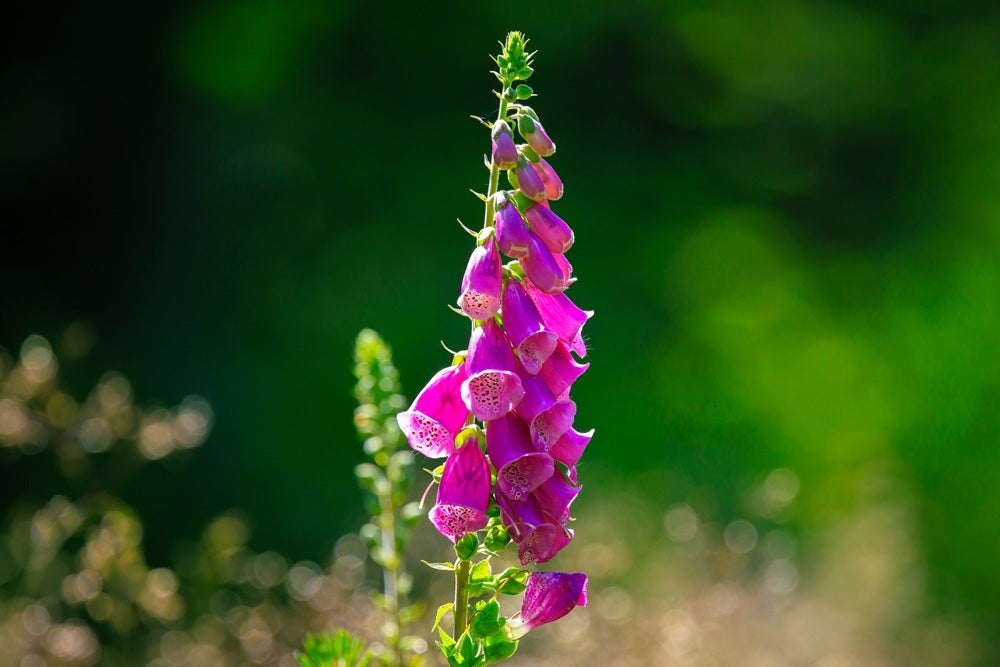 Vilde blomster i Danmark: [Rød fingerbøl (Digitalis purpurea)]
