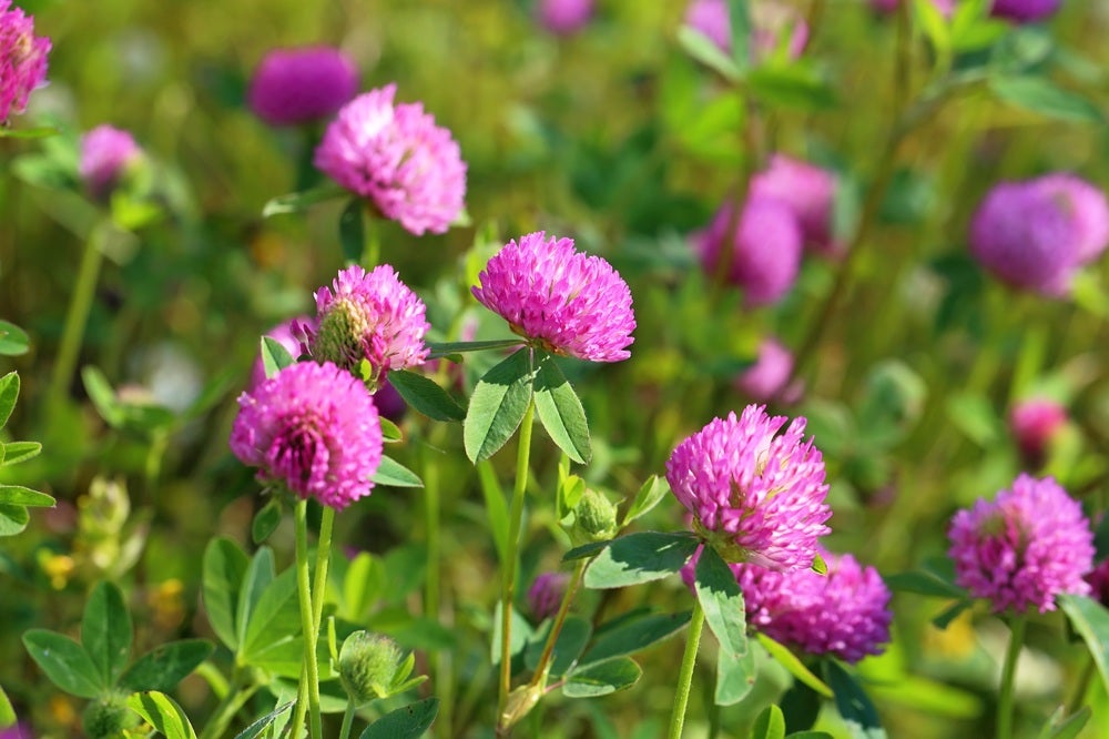 Vilde blomster i Danmark: [Rødkløver (Trifolium pratense)]