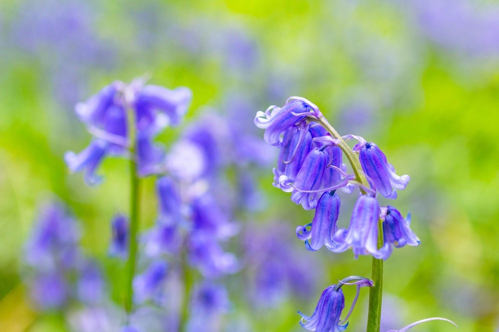 Vilde blomster i Danmark: [Skov-hyacint (Hyacinthoides non-scripta)]