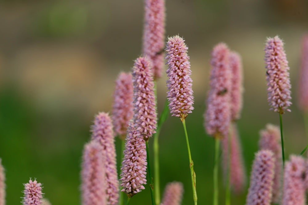 Vilde blomster i Danmark: [Slangeurt (Bistorta officinalis)]
