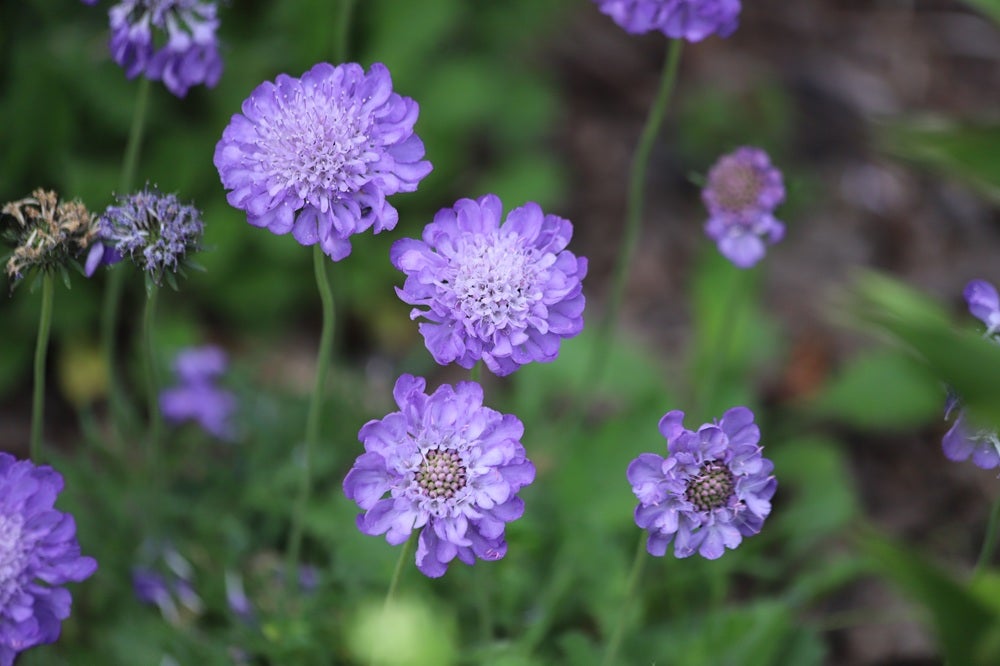 Vilde blomster i Danmark: [Smalbladet blåhat (Scabiosa columbaria)]