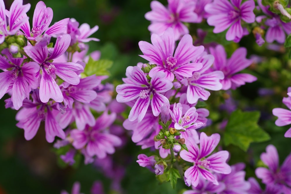 Vilde blomster i Danmark: [Stor kattost (Malva sylvestris)]