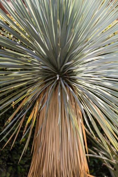 Yucca rostrata-træ udendørs