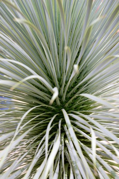 Yucca rostrata-træ udendørs